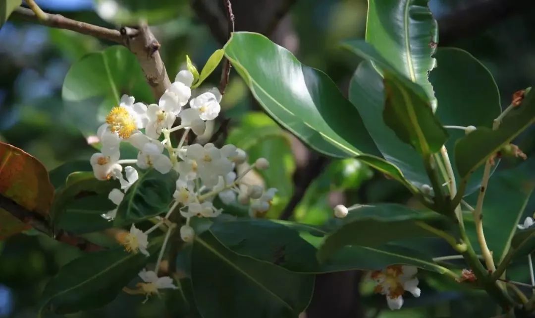 琼崖海棠油 Calophyllum  inophyllum