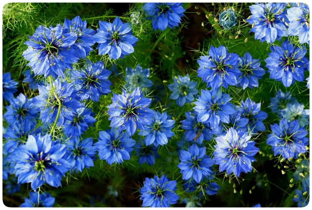 黑种草籽 Nigella sativa