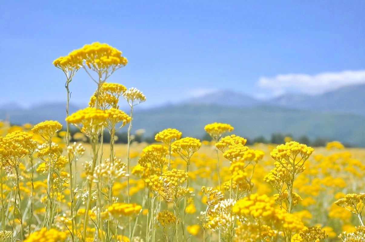 意大利永久花 HELICHRYSUM ITALICUM